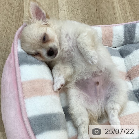 チワワの写真