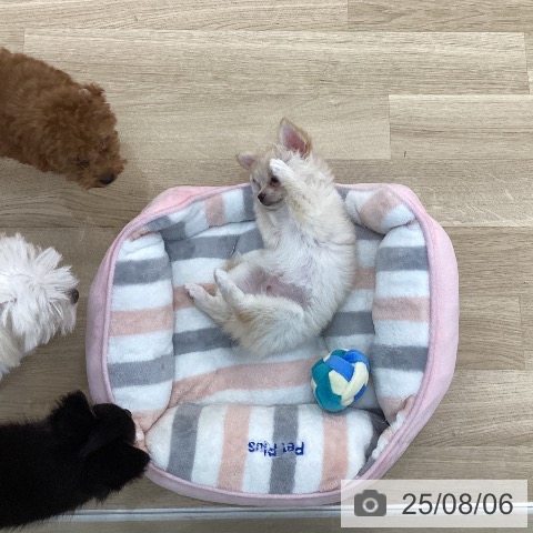 チワワの写真