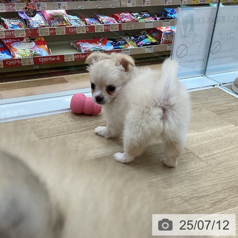 チワワの写真