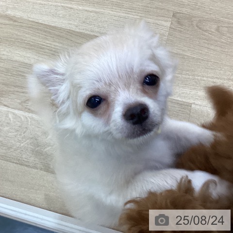 チワワの写真
