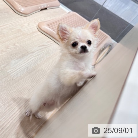 チワワの写真