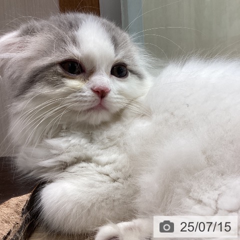 スコティッシュフォールドの写真