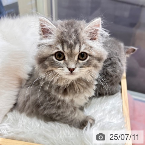 スコティッシュフォールドの写真