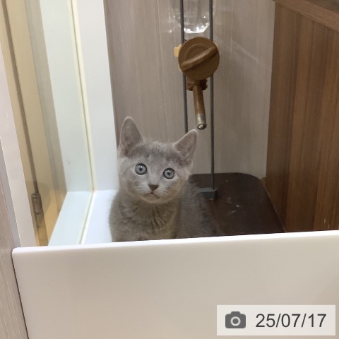 ロシアンブルーの写真