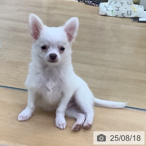 チワワの写真
