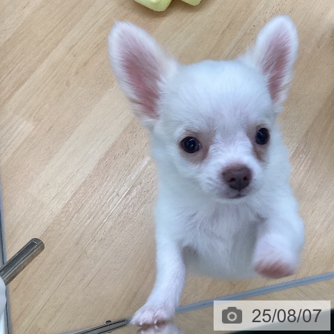 チワワの写真