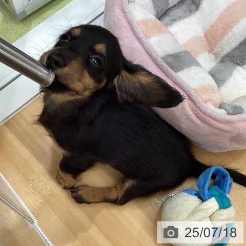 ミニチュア・ダックスフンドの写真