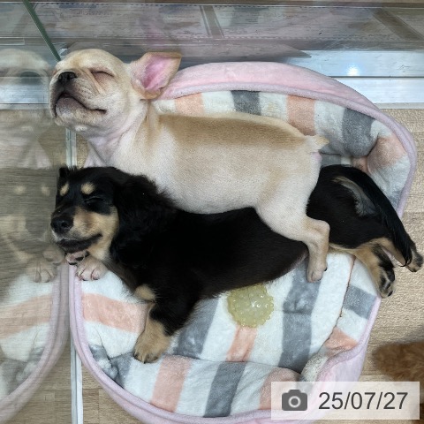 ミニチュア・ダックスフンドの写真