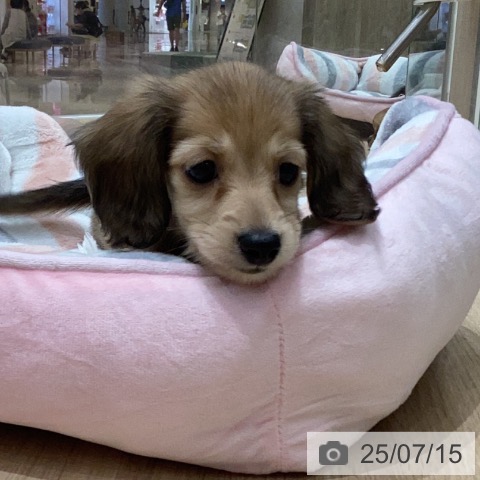 ミニチュア・ダックスフンドの写真