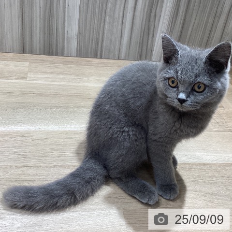 ブリティッシュショートヘアの写真