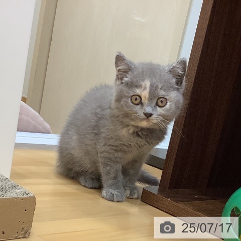ブリティッシュショートヘアの写真