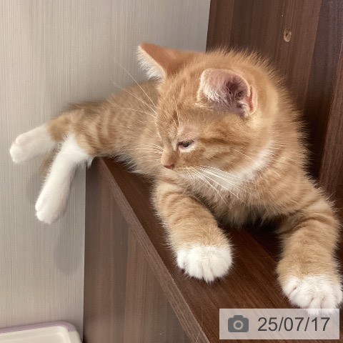 マンチカンの写真