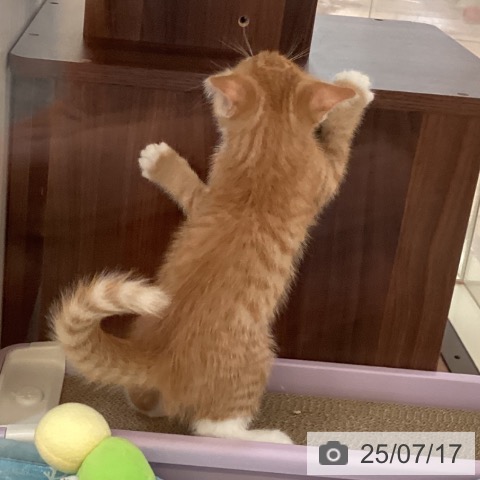 マンチカンの写真