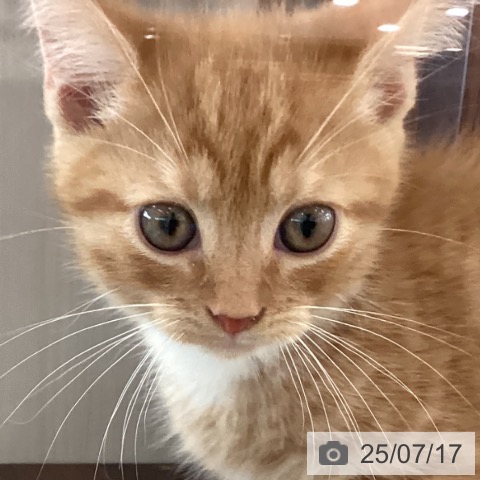 マンチカンの写真