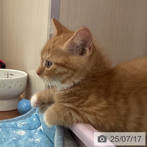 マンチカンの写真