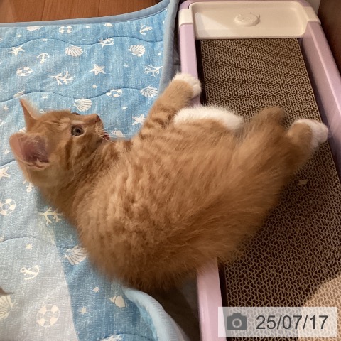 マンチカンの写真