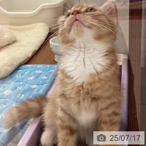 マンチカンの写真