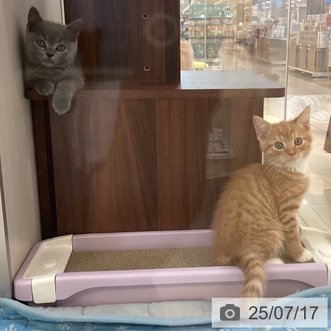 マンチカンの写真