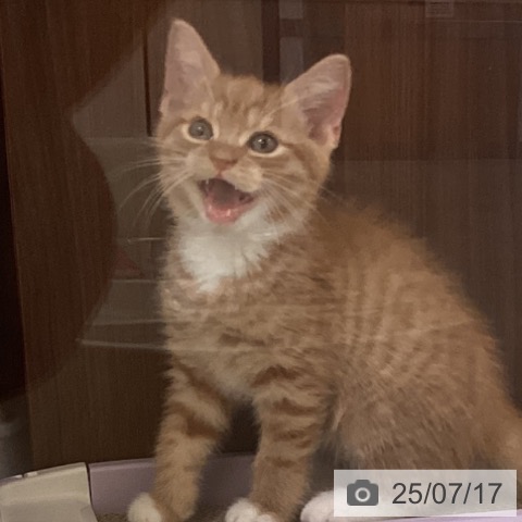 マンチカンの写真