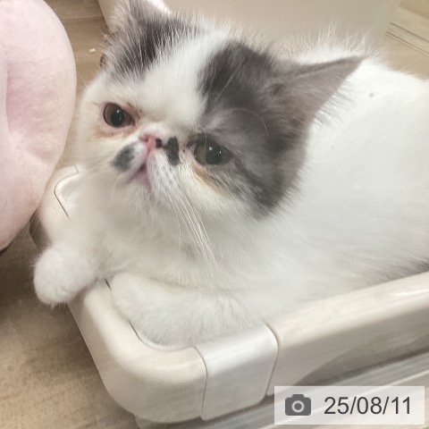 エキゾチックの写真