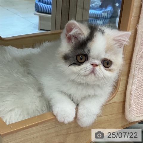 エキゾチックの写真