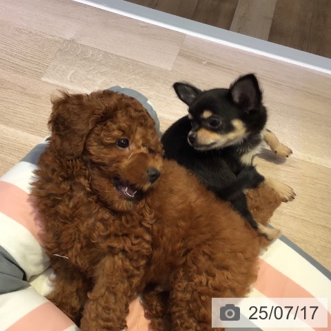 トイ・プードルの写真