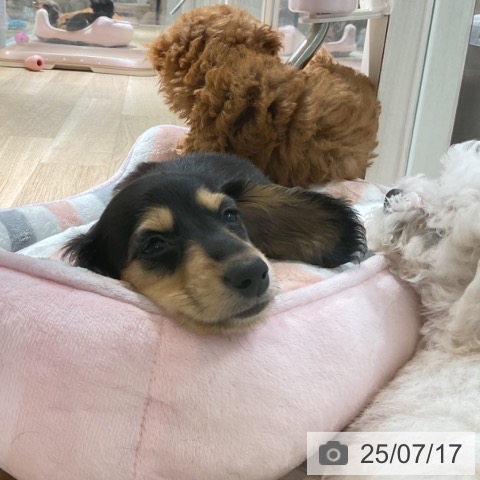 カニーンヘン・ダックスフンドの写真