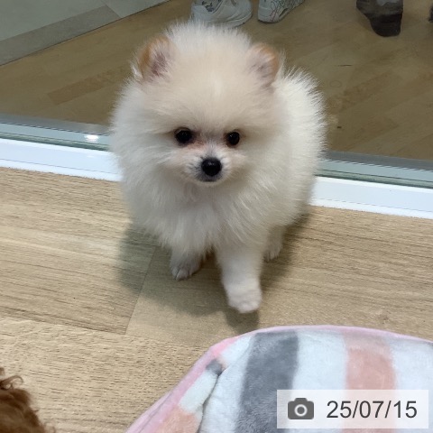 ポメラニアンの写真