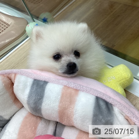 ポメラニアンの写真
