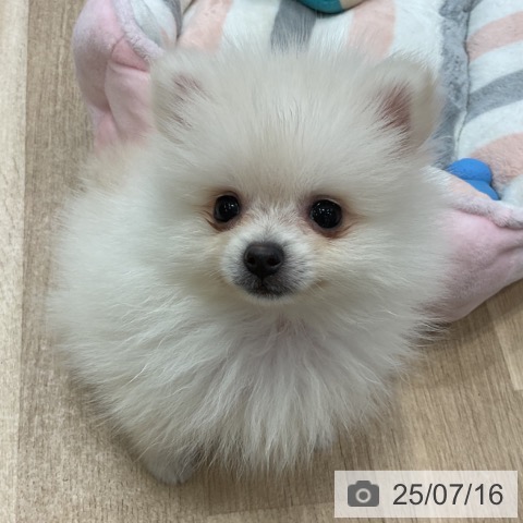 ポメラニアンの写真