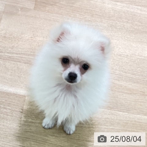 ポメラニアンの写真