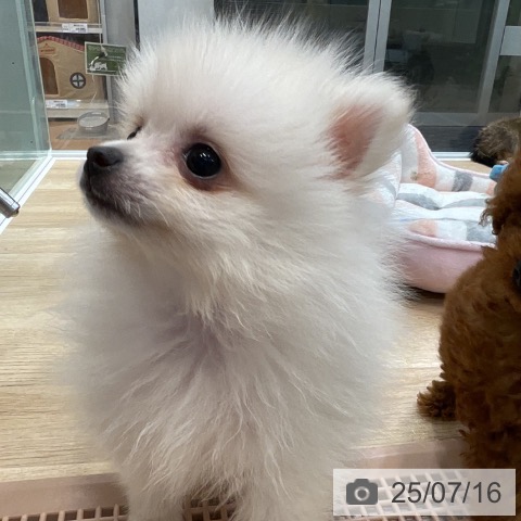 ポメラニアンの写真