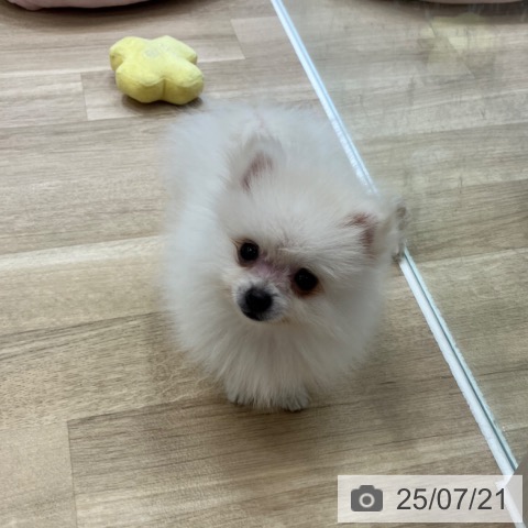 ポメラニアンの写真