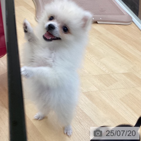 ポメラニアンの写真