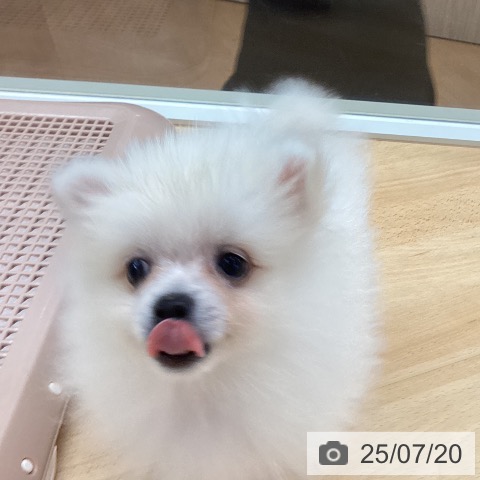 ポメラニアンの写真