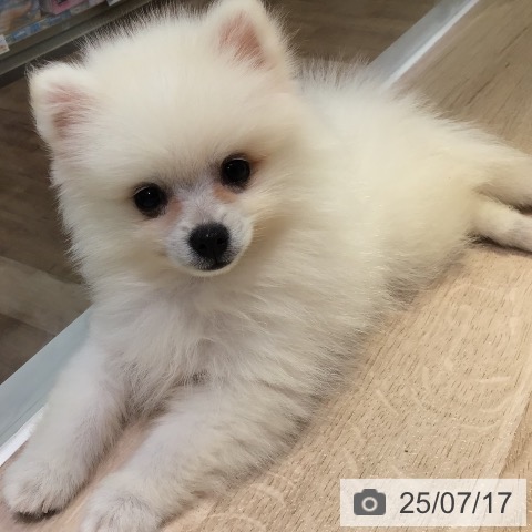 ポメラニアンの写真