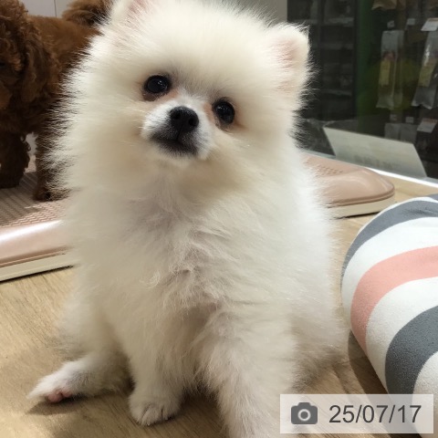 ポメラニアンの写真