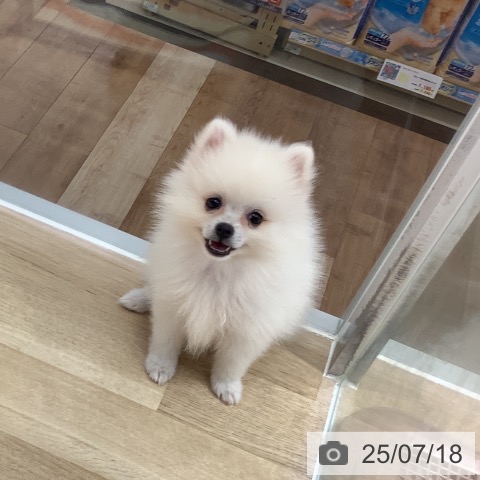 ポメラニアンの写真