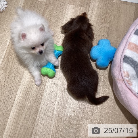 ポメラニアンの写真