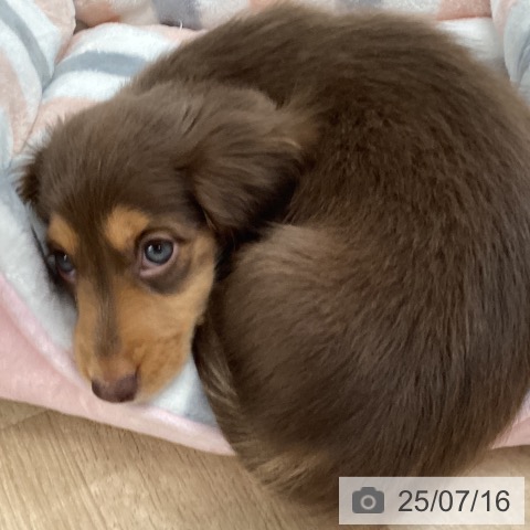 ミニチュア・ダックスフンドの写真