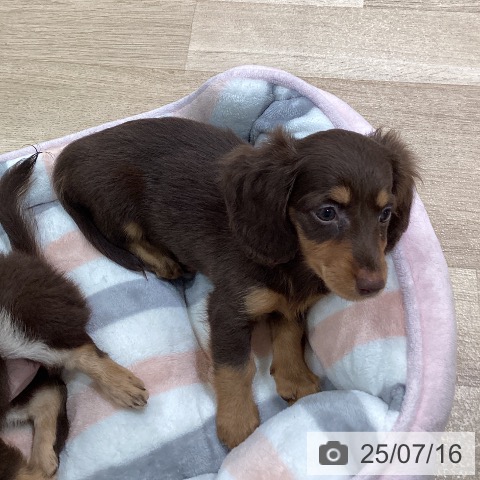 ミニチュア・ダックスフンドの写真