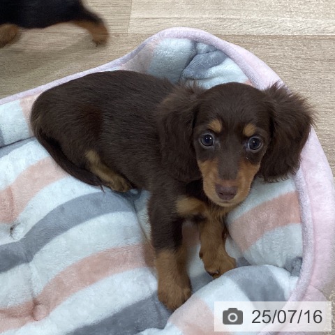 ミニチュア・ダックスフンドの写真