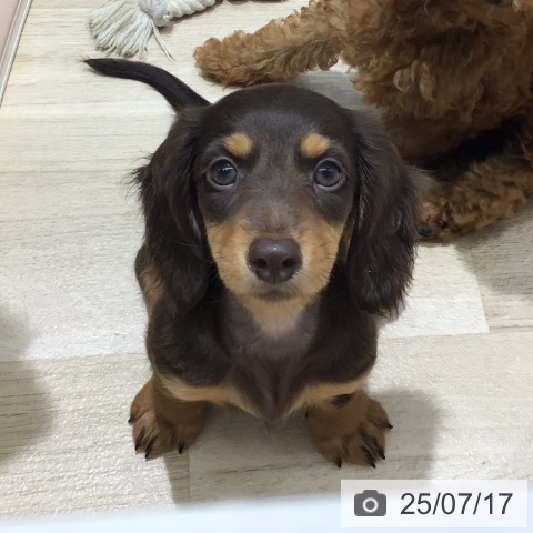 ミニチュア・ダックスフンドの写真
