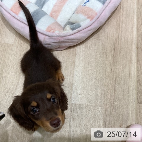 ミニチュア・ダックスフンドの写真