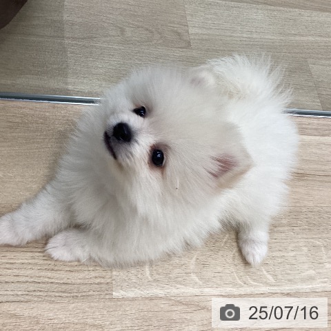 ポメラニアンの写真