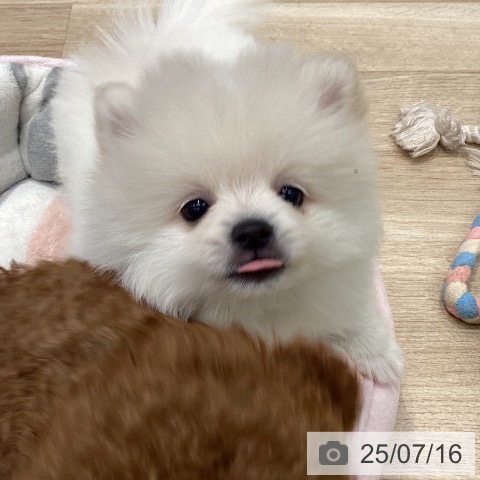 ポメラニアンの写真