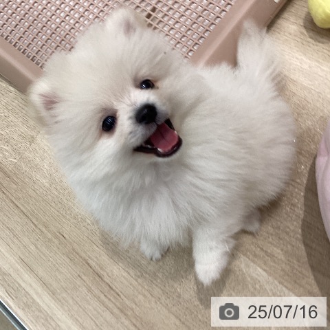 ポメラニアンの写真