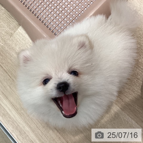 ポメラニアンの写真