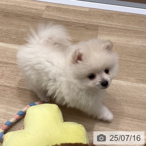 ポメラニアンの写真