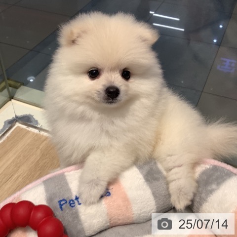 ポメラニアンの写真
